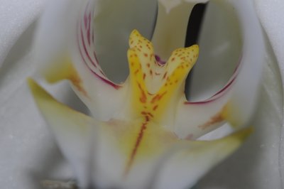 Bouche d'orchidée_4316940850_l.jpg